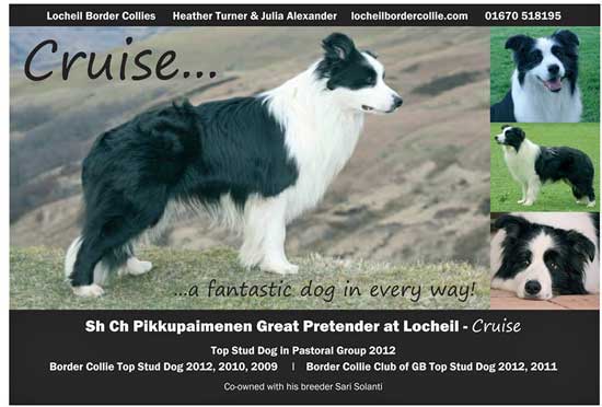 Locheil Border Collies...