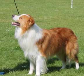Angus              