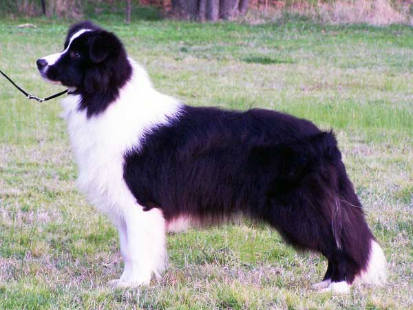 Oliver     