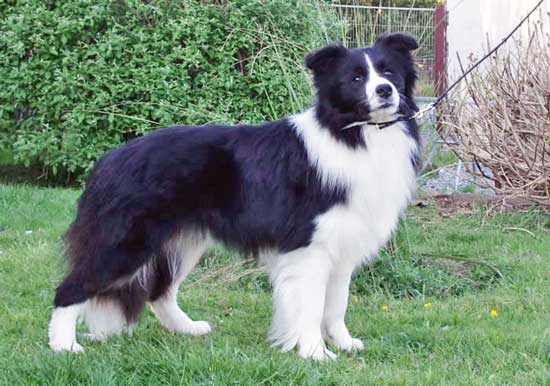 Tux   